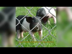 Amerikanischer Maschendrahtzaun 6 Fuß x 8 Fuß Perimeter-Patrouillenplatten verzinkt GAW