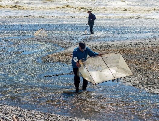 10meshx10mesh Alloy Whitebait Mesh  For Repairing Whitebait Nets Or Making Screens