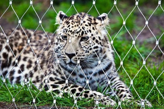 Zoo Tier Käfig Schutz Edelstahl Zaun Bildschirmnetz Ausdehnen Web Draht Seil Kabelnetz