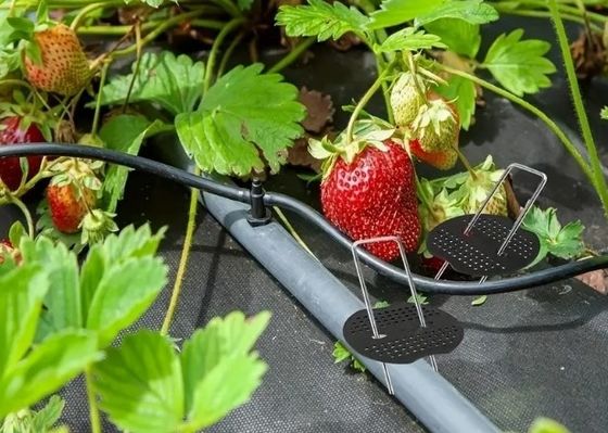 Insektennetz Festsetzen Peg Rasen Sicherung SOD Staples Galvanisierter Stahl Garten Nagel