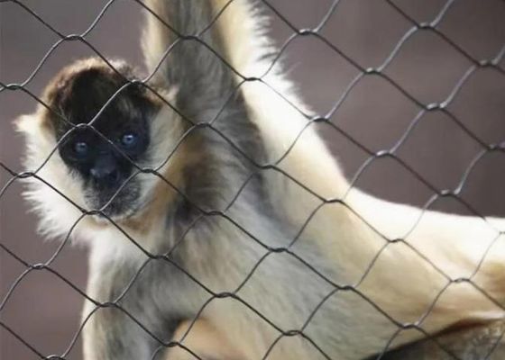 Edelstahl-Drahtseilnetz SS 304 SS 316 Edelstahl-Klemmenseilnetz zum Verkauf