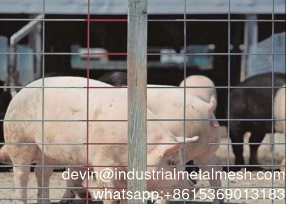 Hot DIP galvanisierte Schweineplatte für Vieh- und Rinderzaun